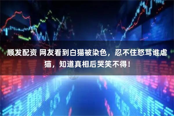 顺发配资 网友看到白猫被染色，忍不住怒骂谁虐猫，知道真相后哭笑不得！