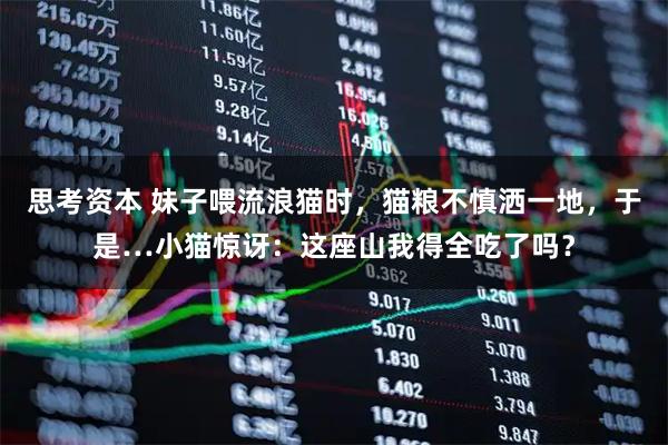 思考资本 妹子喂流浪猫时，猫粮不慎洒一地，于是…小猫惊讶：这座山我得全吃了吗？